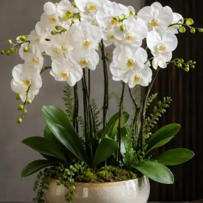 White Phalaenopsis Orchid Arrangement