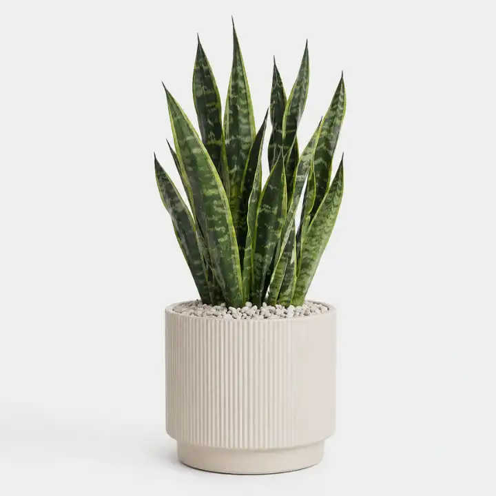 Large Snake Plant in Slate Ceramic 1 large snake plant_
