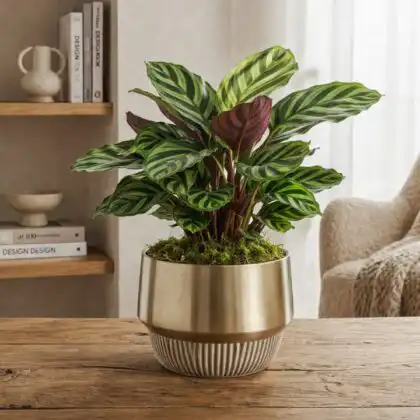 medallion calathea plant