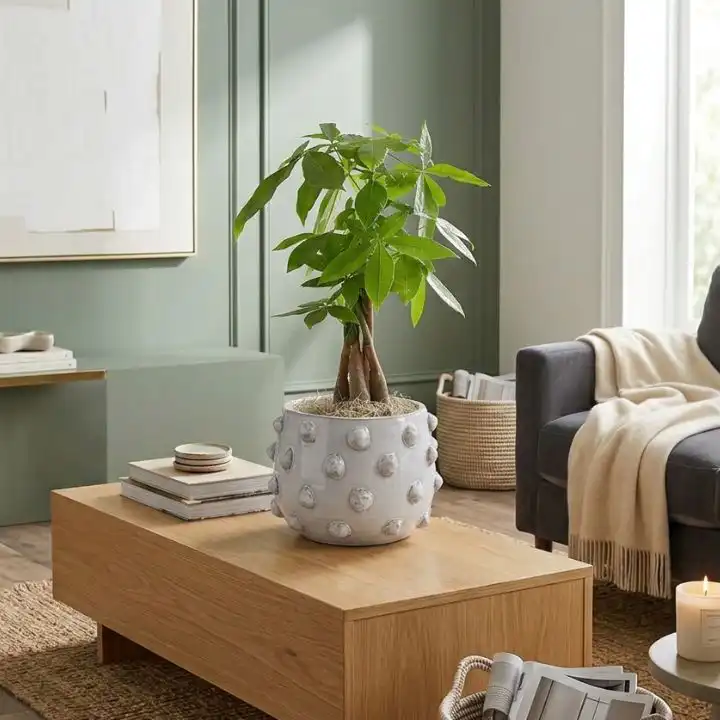 Money Tree in White Pot 1 Braided money plant with vibrant green leaves in a white textured pot on a wooden table.