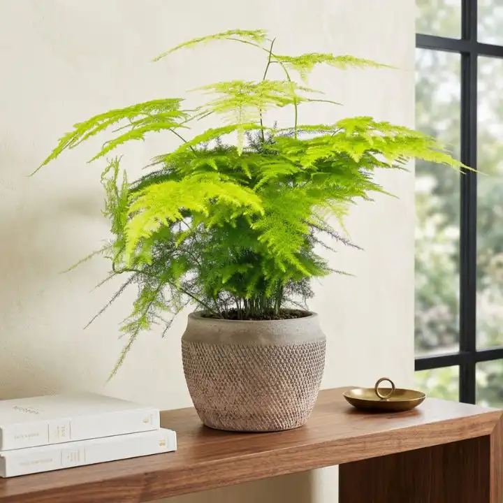 Elegant Asparagus Fern Houseplant 1 Vibrant green asparagus fern houseplant with delicate feathery foliage in a white pot.