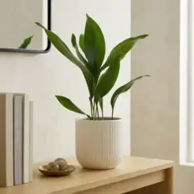 Elegant Cast Iron Plant in Rustic Stone Planter