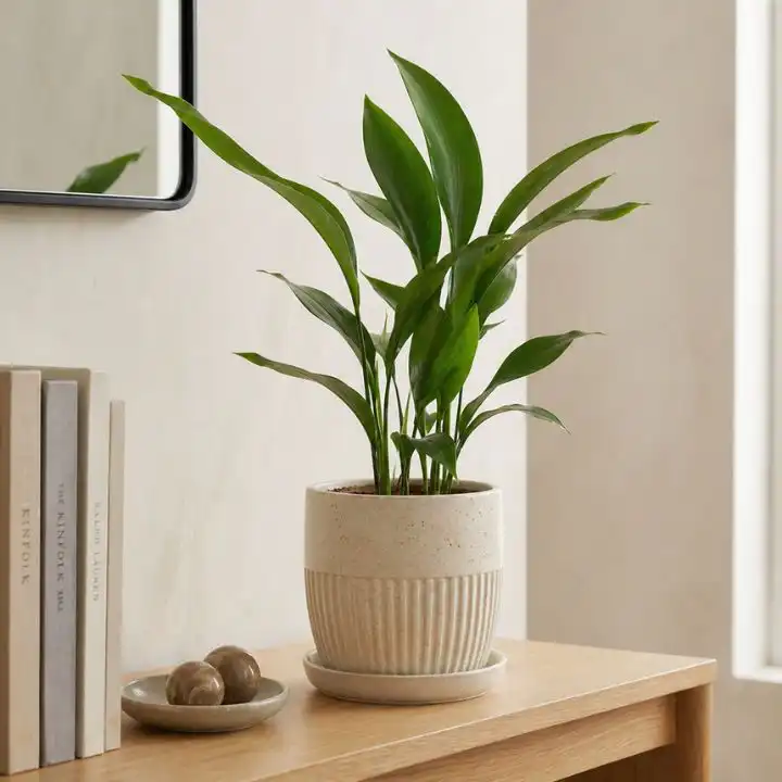 Elegant Cast Iron Plant in Rustic Stone Planter 1 cast iron plant