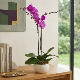 Hot Pink Phalaenopsis Orchid Plant