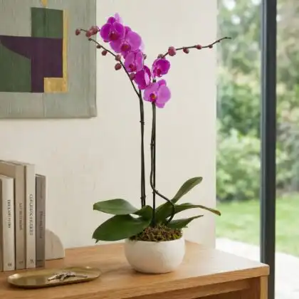 hot pink orchid plant_