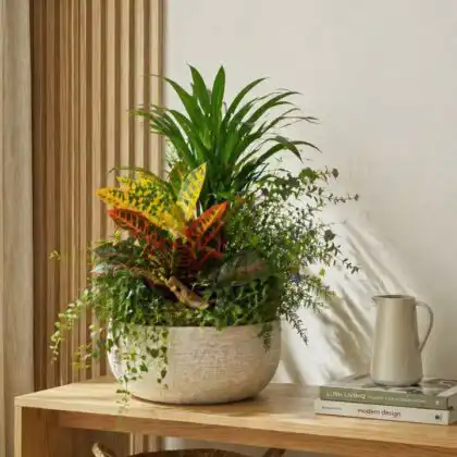 indoor palm plants