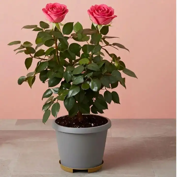 Pink Rose Plant Gift Basket 1 A blooming cluster of light pink roses plants in a classic ceramic pot.