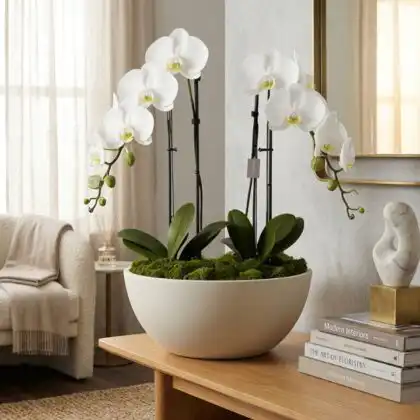 Elegant white phalaenopsis orchid plants blooming in a minimalist matte ceramic pot for home decor.