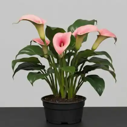 A vibrant pink calla lily plant with sleek green leaves blooming in a stylish decorative pot.