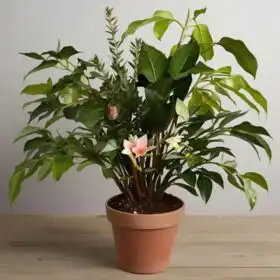 Peace lily plant delivery UK