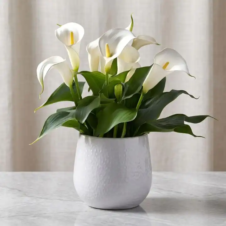 Pure White Calla Lily in Textured Ceramic Pot 1 A blooming white calla lily plant growing in a grey textured ceramic pot against a clean background.