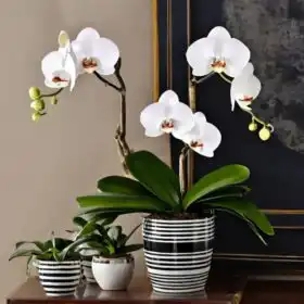 Elegant White Phalaenopsis Orchid