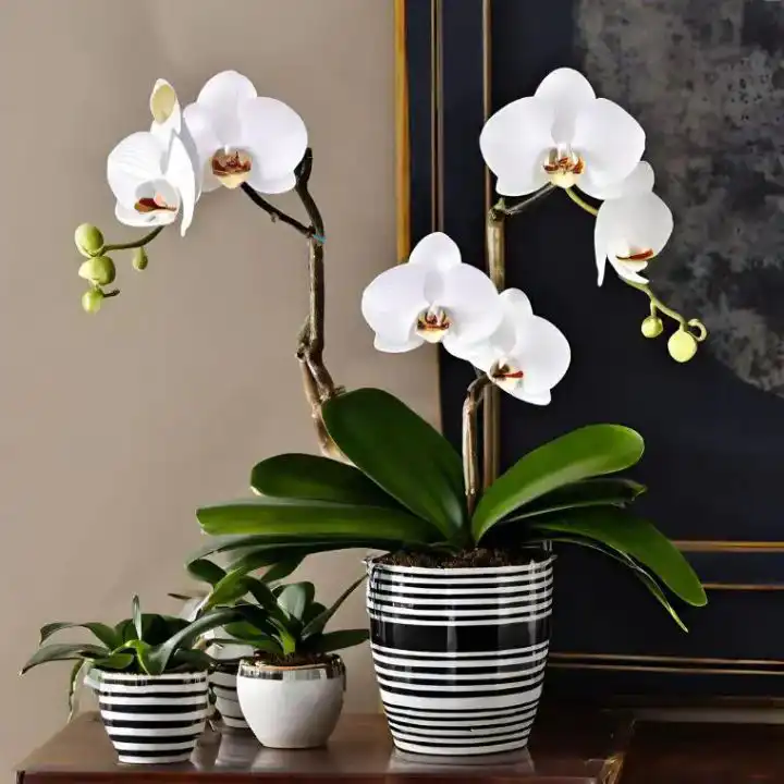 Elegant White Phalaenopsis Orchid 1 A blooming white phalaenopsis orchid plant in a stylish ceramic pot.