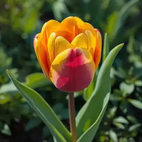 Darwin Hybrid ( tulips )