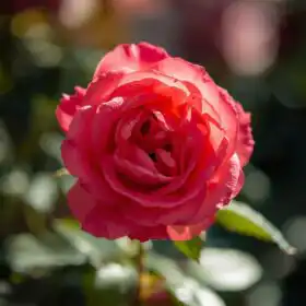 Floribunda Rose