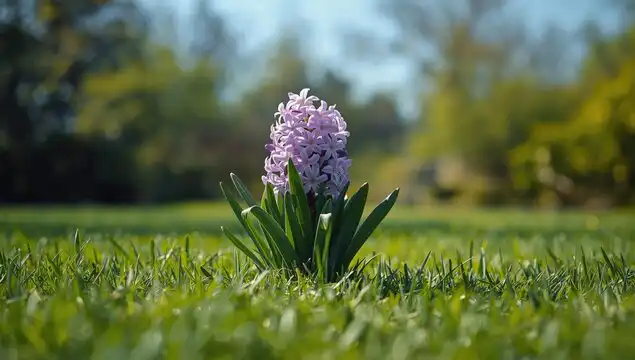 What Is a Hyacinths? 1 Hyacinth flower bloom