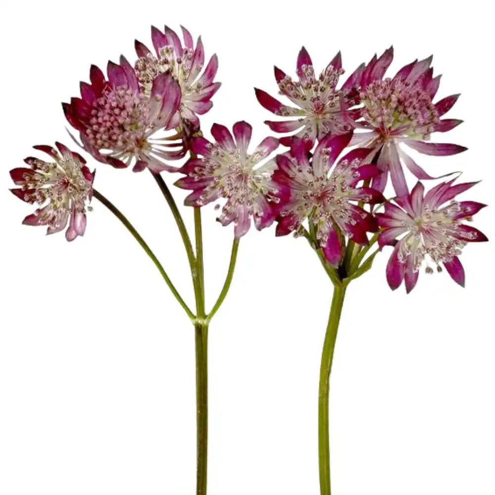 Blog 10 What is a Astrantia Flower