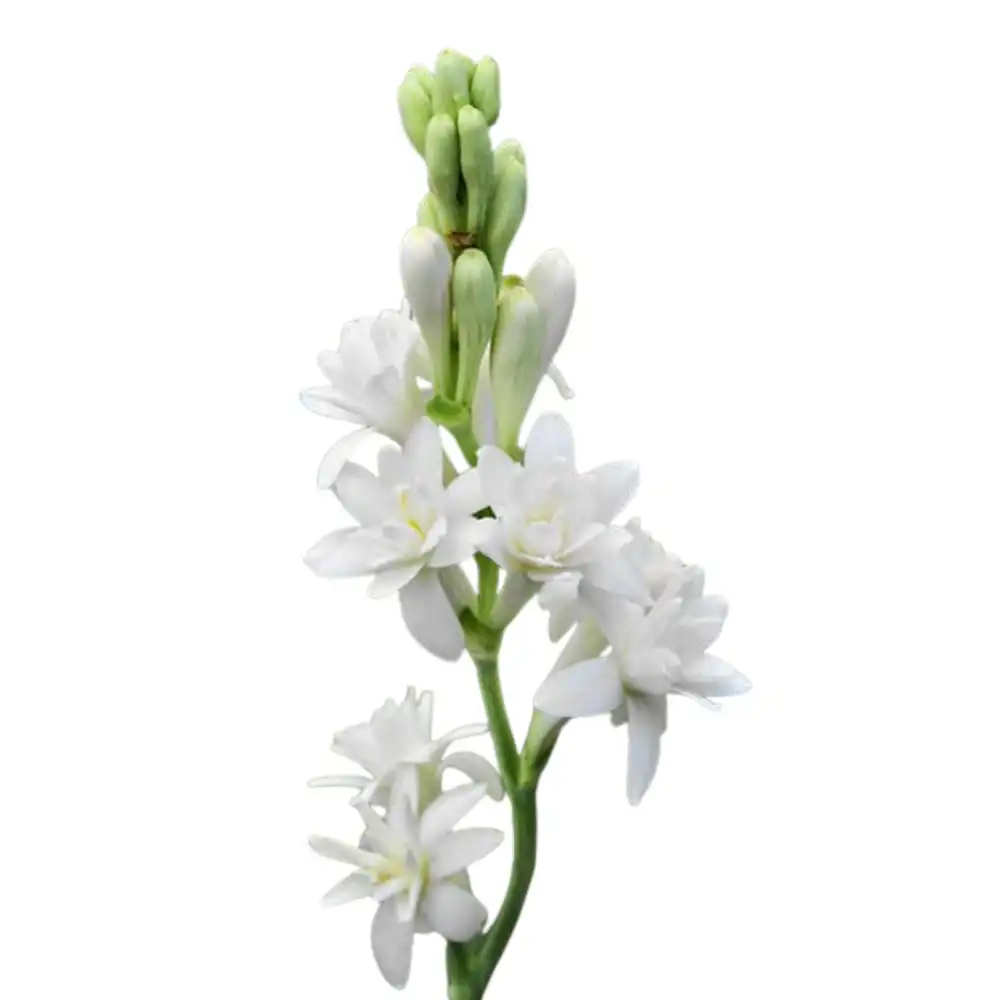 Blog 18 What is a Tuberose Flower