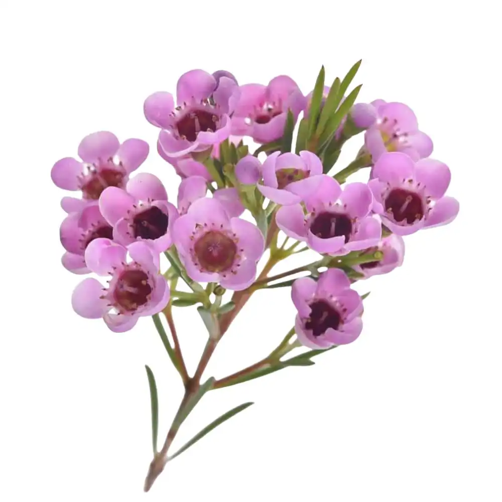 Blog 12 What is a Waxflower Flower