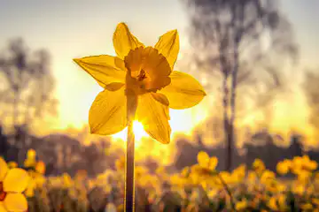 What Is a Daffodil? 2 daffodil flower history