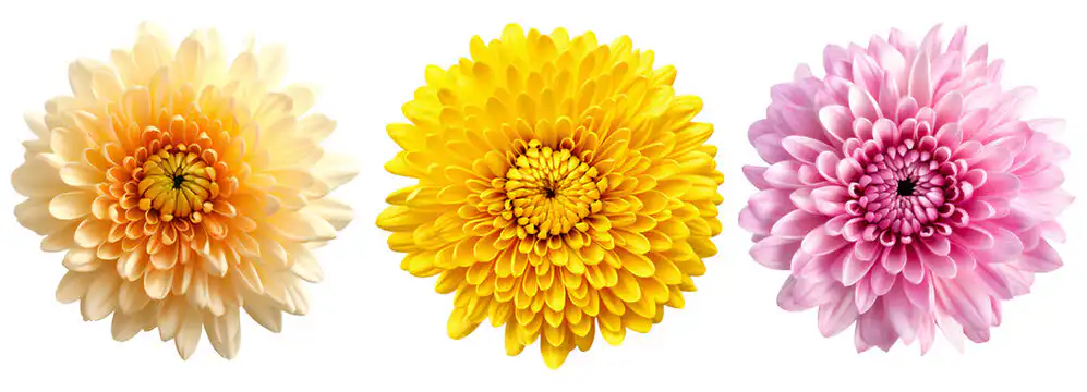 What Is A Chrysanthemum? 2 What Is A Chrysanthemum?