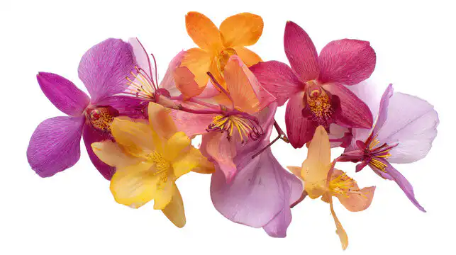 What Is A Orchid? 1 What Is A Orchid?