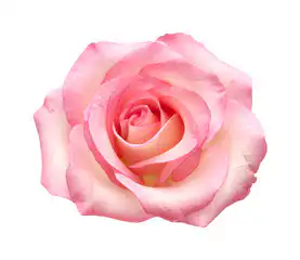 pink rose