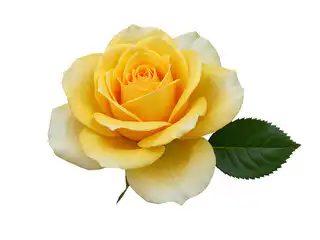 yellow rose