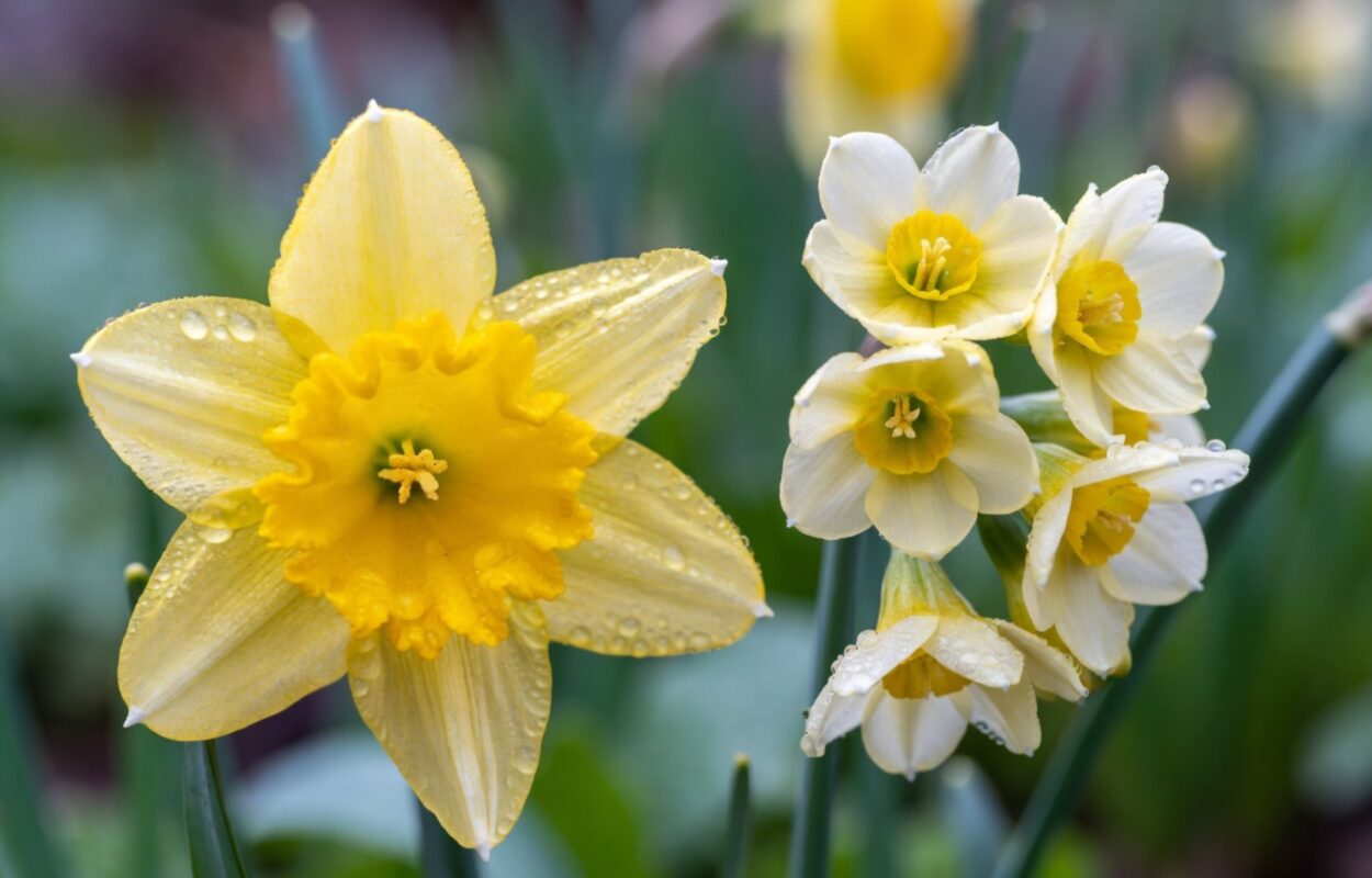 March Birth Flower