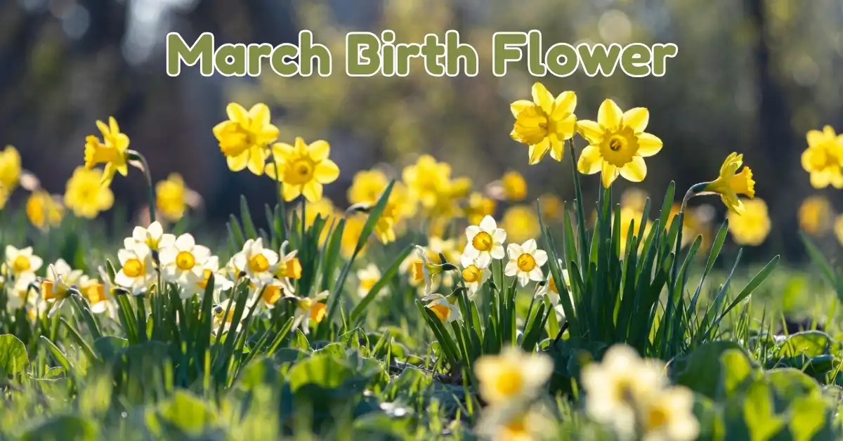 Bright yellow daffodils blooming in a spring garden representing the march birth flower.